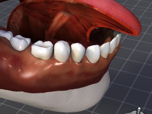 human tongue anatomy 3D Model