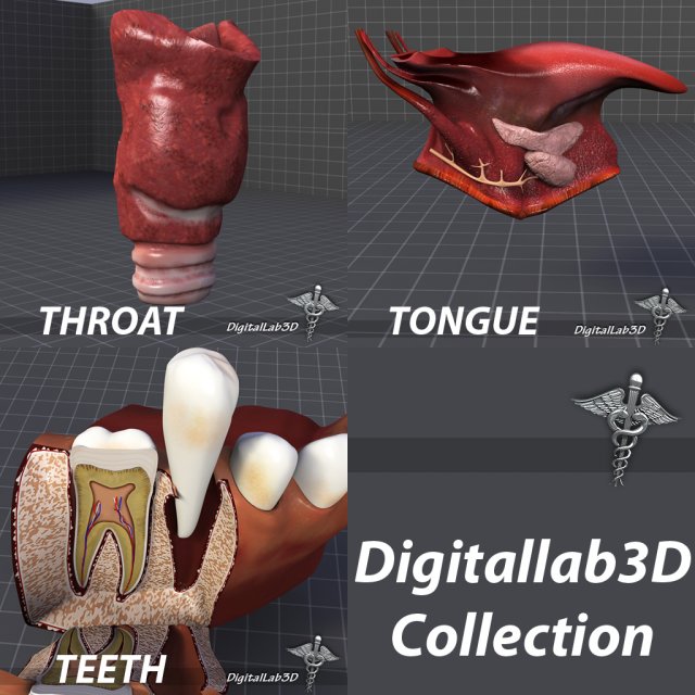 tongue throat and teeth collection 3D Модель .c4d .max .obj .3ds .fbx .stl .blend 