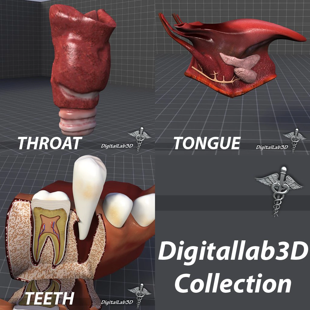 tongue throat and teeth collection 3D Model .c4d .max .obj .3ds .fbx .stl .blend 