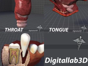 Colecci&oacute;n de lengua, garganta y dientes. Modelo 3D