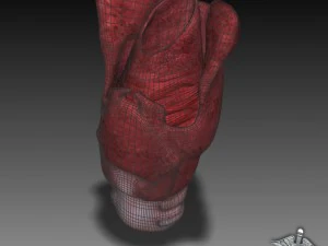 tongue throat and teeth collection 3D Model