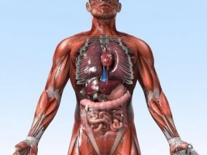 human male and female anatomy 3D Model