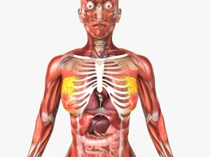 human male and female anatomy 3D Model
