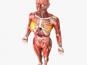 human male and female anatomy 3D Model