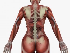 human male and female anatomy Modèle 3D