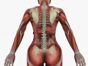 human male and female anatomy 3D Model