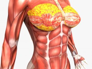 human male and female anatomy 3D Model