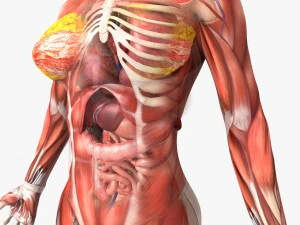 human male and female anatomy 3D Model