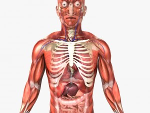 human male and female anatomy 3D Model