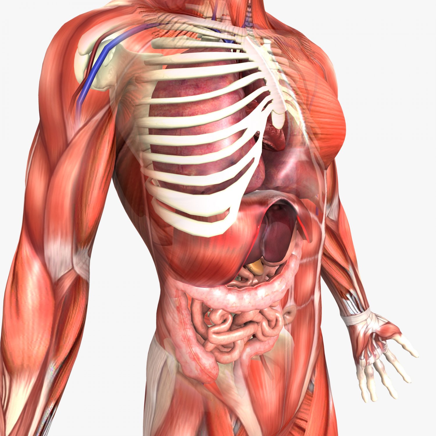 Human Male and Female Anatomy 3D Model in Anatomy 3DExport