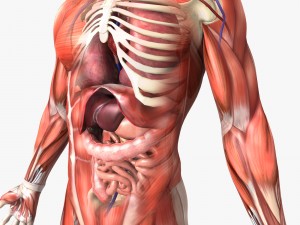 human male and female anatomy Modèle 3D