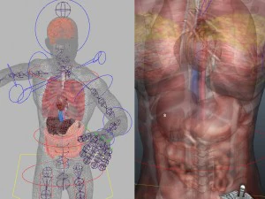 Sammlung manipuliert - menschliche m&auml;nnliche und weibliche Anatomie 3D Modell
