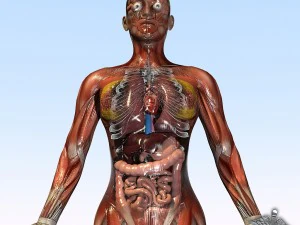 Sammlung manipuliert - menschliche m&auml;nnliche und weibliche Anatomie 3D Modell