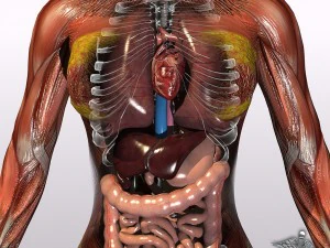 Sammlung manipuliert - menschliche m&auml;nnliche und weibliche Anatomie 3D Modell
