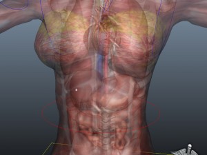 collection rigged - human male and female anatomy 3D Модель