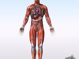 collection rigged - human male and female anatomy 3D Модель