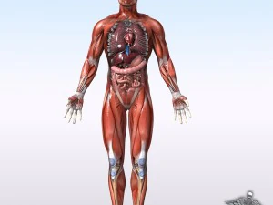 Sammlung manipuliert - menschliche m&auml;nnliche und weibliche Anatomie 3D Modell