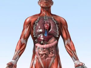 Sammlung manipuliert - menschliche m&auml;nnliche und weibliche Anatomie 3D Modell