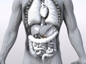 collection rigged - human male and female anatomy 3D Модель