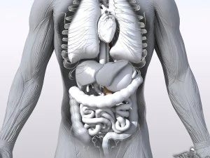 Sammlung manipuliert - menschliche m&auml;nnliche und weibliche Anatomie 3D Modell
