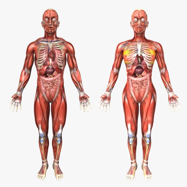 collection rigged - human male and female anatomy 3D Модель .c4d .max .obj .3ds .fbx .stl .blend 