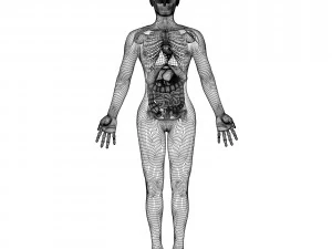 Sammlung manipuliert - menschliche m&auml;nnliche und weibliche Anatomie 3D Modell
