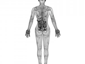 Sammlung manipuliert - menschliche m&auml;nnliche und weibliche Anatomie 3D Modell