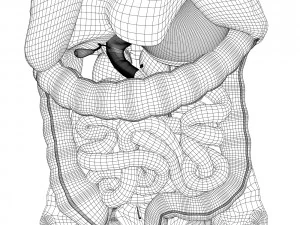 Sammlung manipuliert - menschliche m&auml;nnliche und weibliche Anatomie 3D Modell