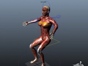 rigged - human female anatomy Model 3D