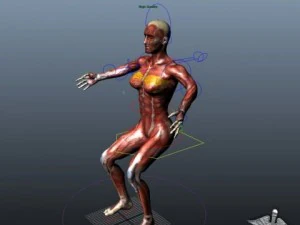 rigged - human female anatomy 3D Model
