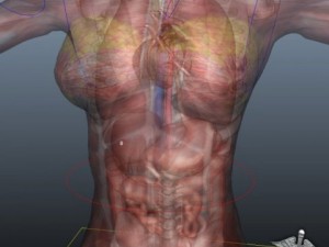 rigged - human female anatomy Model 3D