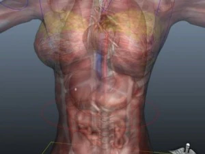rigged - human female anatomy 3D Model