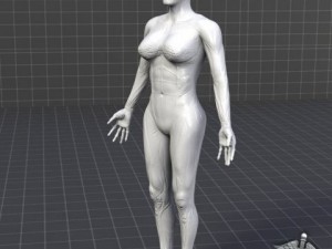 rigged - human female anatomy Model 3D