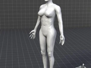 rigged - human female anatomy 3D Model