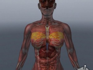 rigged - human female anatomy Model 3D