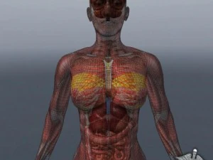 rigged - human female anatomy 3D Model