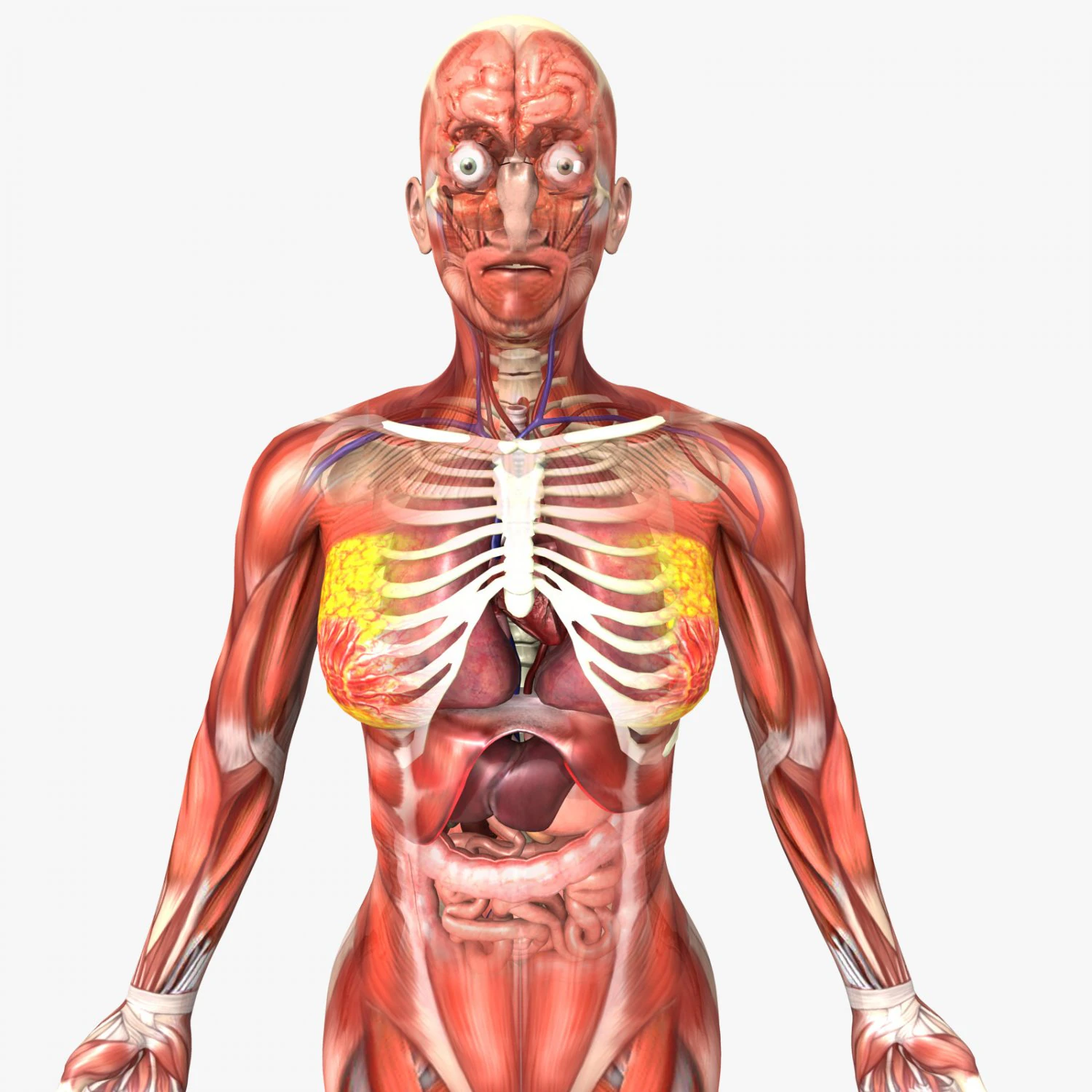 rigged - human female anatomy 3D Model .c4d .max .obj .3ds .fbx .stl .blend