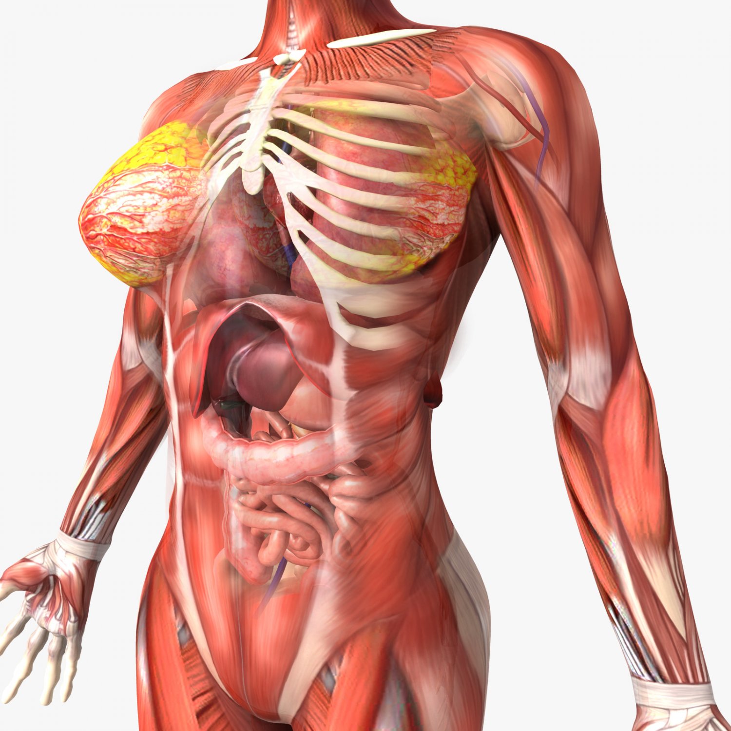 Rigged - Human Female Anatomy 3D Model in Anatomy 3DExport