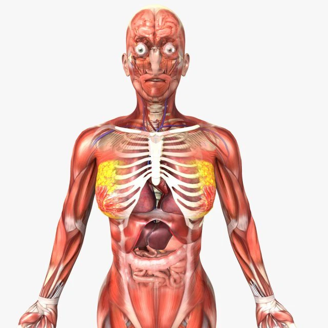 human female anatomy 3D Model .c4d .max .obj .3ds .fbx .stl .blend 