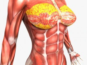 human female anatomy 3D Model