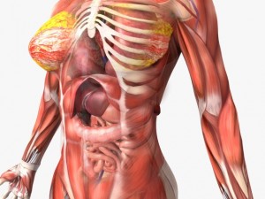 human female anatomy 3D Model