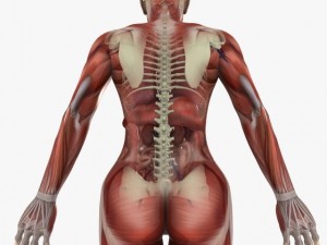 human female anatomy 3D Model