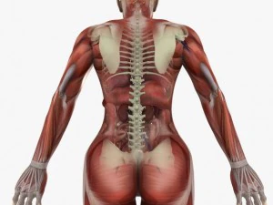 human female anatomy 3D Model