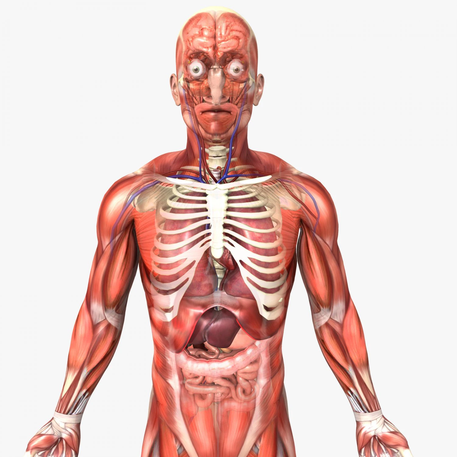human male anatomy 3D Model .c4d .max .obj .3ds .fbx .stl .blend 