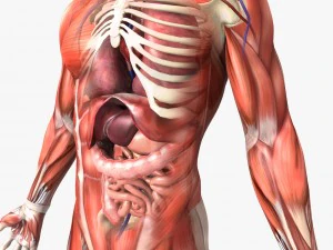 human male anatomy 3D Model