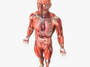 human male anatomy 3D Model