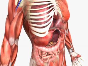 human male anatomy 3D Model