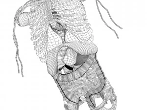 human male anatomy 3D Model