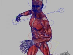 rigged - human male anatomy 3D Model