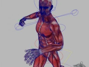 rigged - human male anatomy 3D Model